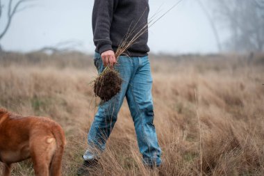 Yenileyici organik çiftçi, toprak örnekleri alıyor ve bir çiftlikteki bitkilere bakıyor. Bir otlakta sürdürülebilir tarım uygulaması