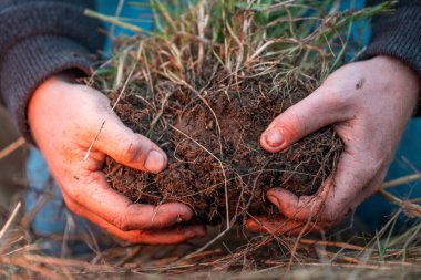 Çiftçi tarladaki bir test tüpünden toprak örnekleri topluyor. Çiftlikteki toprak karbon ve bitki sağlığını kontrol eden tarımcı.