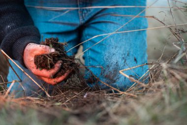 Çiftçi tarladaki bir test tüpünden toprak örnekleri topluyor. Çiftlikteki toprak karbon ve bitki sağlığını kontrol eden tarımcı.