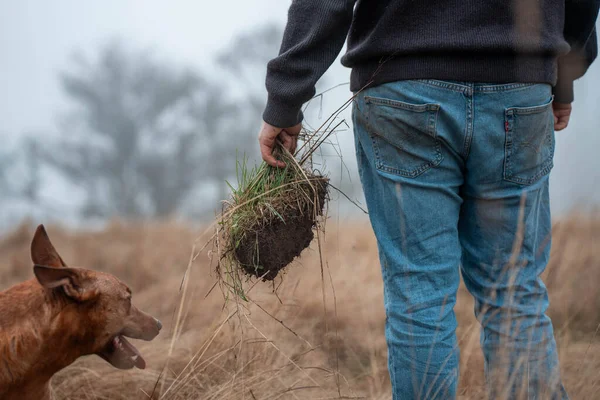 Yenileyici organik çiftçi, toprak örnekleri alıyor ve bir çiftlikteki bitkilere bakıyor. Bir otlakta sürdürülebilir tarım uygulaması
