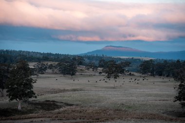 Avustralya 'daki güzel sığırlar ot yer, otlakta otlarlar. Tarımsal bir çiftlikte yetiştirilen sığır sürüsü. Sürdürülebilir tarım 