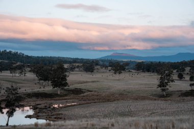 Tazmanya Avustralya wagyu inekleri çayırda otluyor. İlkbaharda Tazmanya Avustralya 'da bir çayır otlağında ot yiyen siyah bir angus ineğinin yakınına.