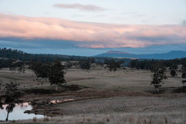 Tazmanya Avustralya wagyu inekleri çayırda otluyor. İlkbaharda Tazmanya Avustralya 'da bir çayır otlağında ot yiyen siyah bir angus ineğinin yakınına.