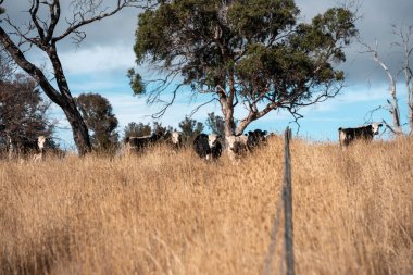 Angus, wagyu ve Murray sığır boğaları ve inekler, Avustralya 'da bir tepede otlanıyorlar..