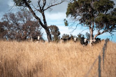 Angus, wagyu ve Murray sığır boğaları ve inekler, Avustralya 'da bir tepede otlanıyorlar..