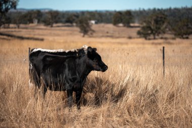 Angus, wagyu ve Murray sığır boğaları ve inekler, Avustralya 'da bir tepede otlanıyorlar..