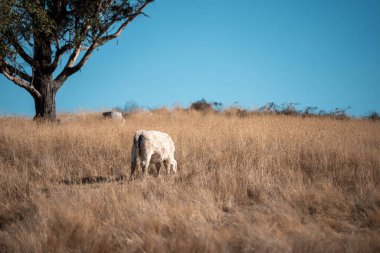 Angus, wagyu ve Murray sığır boğaları ve inekler, Avustralya 'da bir tepede otlanıyorlar..