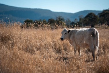 Angus, wagyu ve Murray sığır boğaları ve inekler, Avustralya 'da bir tepede otlanıyorlar..
