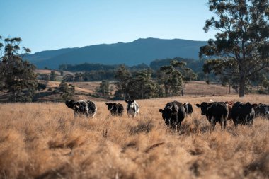 Angus, wagyu ve Murray sığır boğaları ve inekler, Avustralya 'da bir tepede otlanıyorlar..