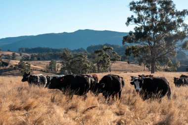 Angus, wagyu ve Murray sığır boğaları ve inekler, Avustralya 'da bir tepede otlanıyorlar..