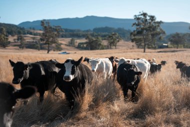 Angus, wagyu ve Murray sığır boğaları ve inekler, Avustralya 'da bir tepede otlanıyorlar..