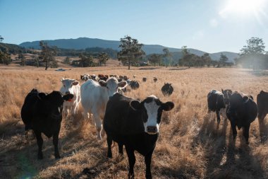 Angus, wagyu ve Murray sığır boğaları ve inekler, Avustralya 'da bir tepede otlanıyorlar..