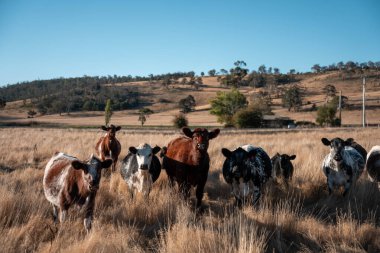 Angus, wagyu ve Murray sığır boğaları ve inekler, Avustralya 'da bir tepede otlanıyorlar..