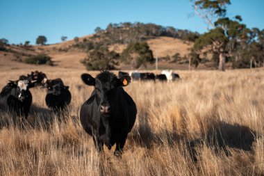Angus, wagyu ve Murray sığır boğaları ve inekler, Avustralya 'da bir tepede otlanıyorlar..