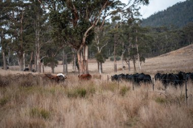 Çayırdaki sığır çiftliği, sürdürülebilir karbon nötr çiftçiliği uygulanıyor. Bir tarlada yenileyici inek yetiştirdi. tarımsal teknoloji yeniliği