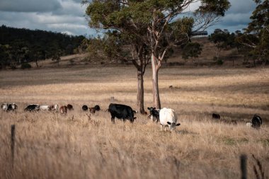 Angus, wagyu ve Murray sığır boğaları ve inekler, Avustralya 'da bir tepede otlanıyorlar..