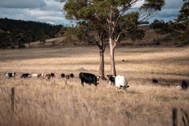 Angus, wagyu ve Murray sığır boğaları ve inekler, Avustralya 'da bir tepede otlanıyorlar..