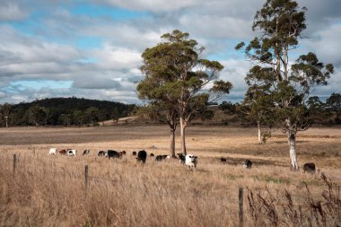 Angus, wagyu ve Murray sığır boğaları ve inekler, Avustralya 'da bir tepede otlanıyorlar..