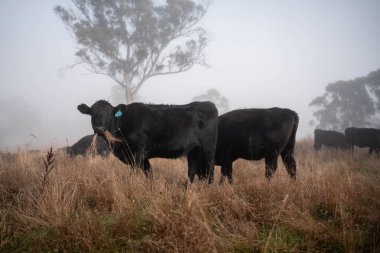 Angus, wagyu ve Murray sığır boğaları ve inekler, Avustralya 'da bir tepede otlanıyorlar..
