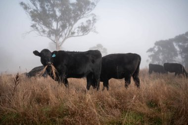 Angus, wagyu ve Murray sığır boğaları ve inekler, Avustralya 'da bir tepede otlanıyorlar..