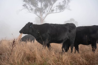Angus, wagyu ve Murray sığır boğaları ve inekler, Avustralya 'da bir tepede otlanıyorlar..
