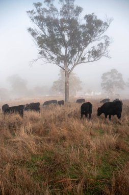 Angus, wagyu ve Murray sığır boğaları ve inekler, Avustralya 'da bir tepede otlanıyorlar..