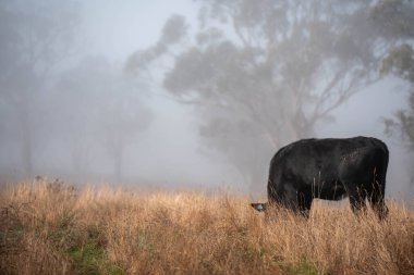 Angus, wagyu ve Murray sığır boğaları ve inekler, Avustralya 'da bir tepede otlanıyorlar..