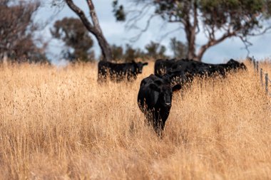 Çayırdaki sığır çiftliği, sürdürülebilir karbon nötr çiftçiliği uygulanıyor. Bir tarlada yenileyici inek yetiştirdi. tarımsal teknoloji yeniliği