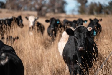 Angus, wagyu ve Murray sığır boğaları ve inekler, Avustralya 'da bir tepede otlanıyorlar..