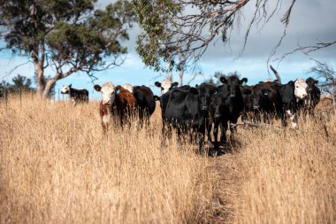 Angus, wagyu ve Murray sığır boğaları ve inekler, Avustralya 'da bir tepede otlanıyorlar..