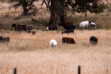 Angus, wagyu ve Murray sığır boğaları ve inekler, Avustralya 'da bir tepede otlanıyorlar..
