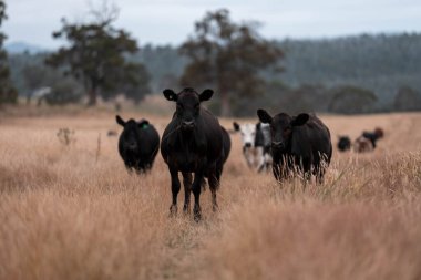 Angus, wagyu ve Murray sığır boğaları ve inekler, Avustralya 'da bir tepede otlanıyorlar..