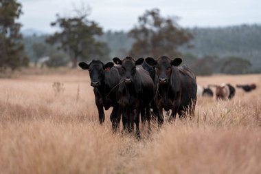 Angus, wagyu ve Murray sığır boğaları ve inekler, Avustralya 'da bir tepede otlanıyorlar..