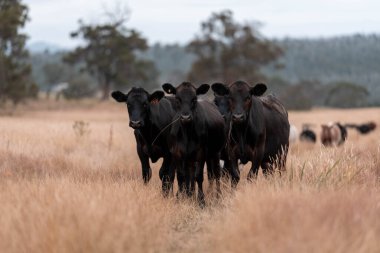 Angus, wagyu ve Murray sığır boğaları ve inekler, Avustralya 'da bir tepede otlanıyorlar..