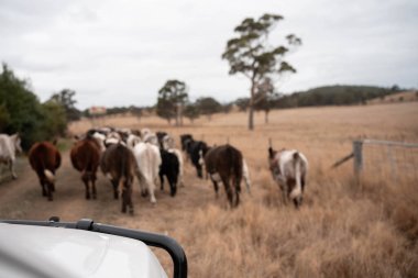 Çayırdaki sığır çiftliği, sürdürülebilir karbon nötr çiftçiliği uygulanıyor. Bir tarlada yenileyici inek yetiştirdi. tarımsal teknoloji yeniliği