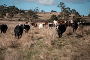Angus ve Murray Grey İnekleri yazın Avustralya 'da uzun otlaklar yiyorlar.