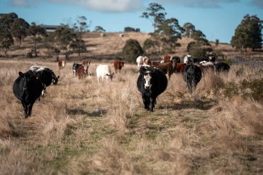 Angus ve Murray Grey İnekleri yazın Avustralya 'da uzun otlaklar yiyorlar.