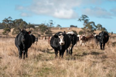 Angus ve Murray Grey İnekleri yazın Avustralya 'da uzun otlaklar yiyorlar.