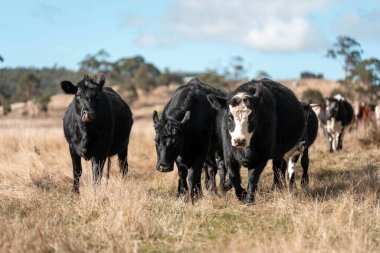 Angus ve Murray Grey İnekleri yazın Avustralya 'da uzun otlaklar yiyorlar.