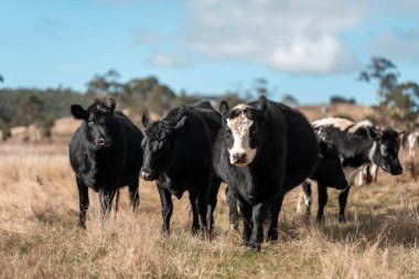 Angus ve Murray Grey İnekleri yazın Avustralya 'da uzun otlaklar yiyorlar.