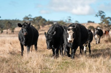 Angus ve Murray Grey İnekleri yazın Avustralya 'da uzun otlaklar yiyorlar.