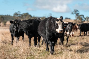 Angus ve Murray Grey İnekleri yazın Avustralya 'da uzun otlaklar yiyorlar.