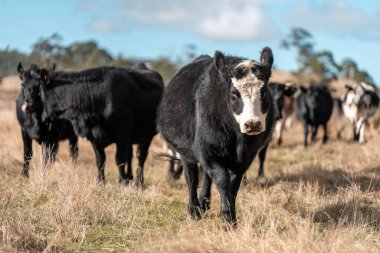 Angus ve Murray Grey İnekleri yazın Avustralya 'da uzun otlaklar yiyorlar.