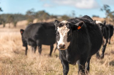 Angus ve Murray Grey İnekleri yazın Avustralya 'da uzun otlaklar yiyorlar.