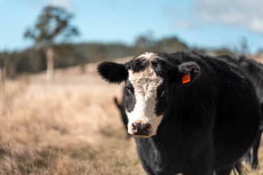Angus ve Murray Grey İnekleri yazın Avustralya 'da uzun otlaklar yiyorlar.