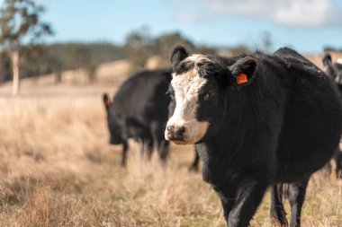 Angus ve Murray Grey İnekleri yazın Avustralya 'da uzun otlaklar yiyorlar.