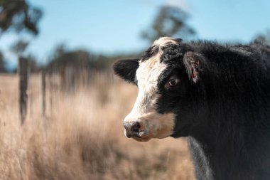 Angus ve Murray Grey İnekleri yazın Avustralya 'da uzun otlaklar yiyorlar.