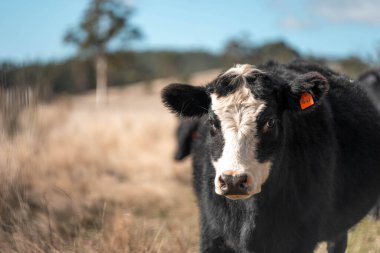 Angus ve Murray Grey İnekleri yazın Avustralya 'da uzun otlaklar yiyorlar.