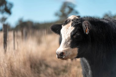Angus ve Murray Grey İnekleri yazın Avustralya 'da uzun otlaklar yiyorlar.