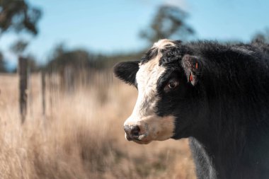 Angus ve Murray Grey İnekleri yazın Avustralya 'da uzun otlaklar yiyorlar.